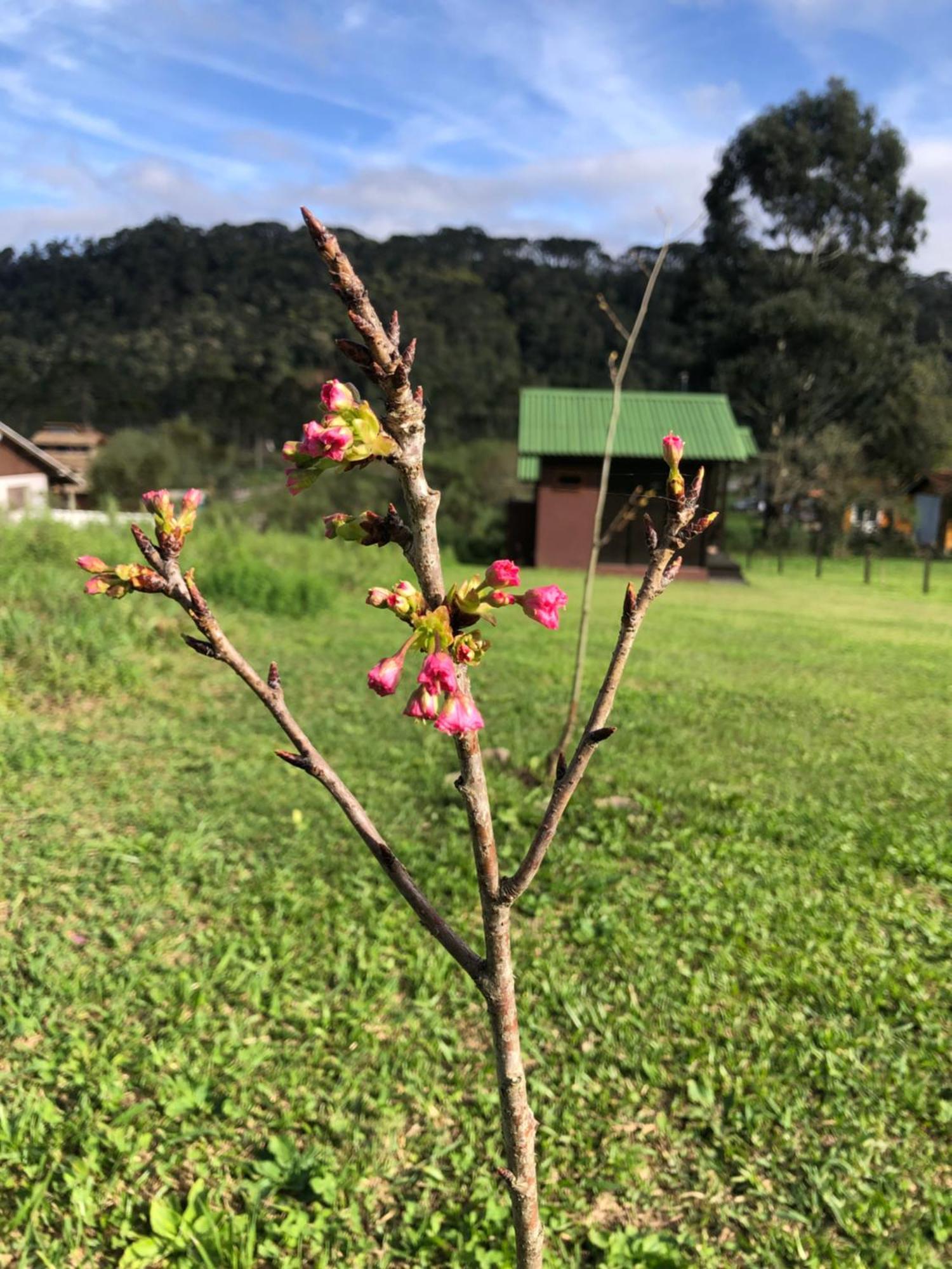 Chale Na Serra Urubici Dış mekan fotoğraf